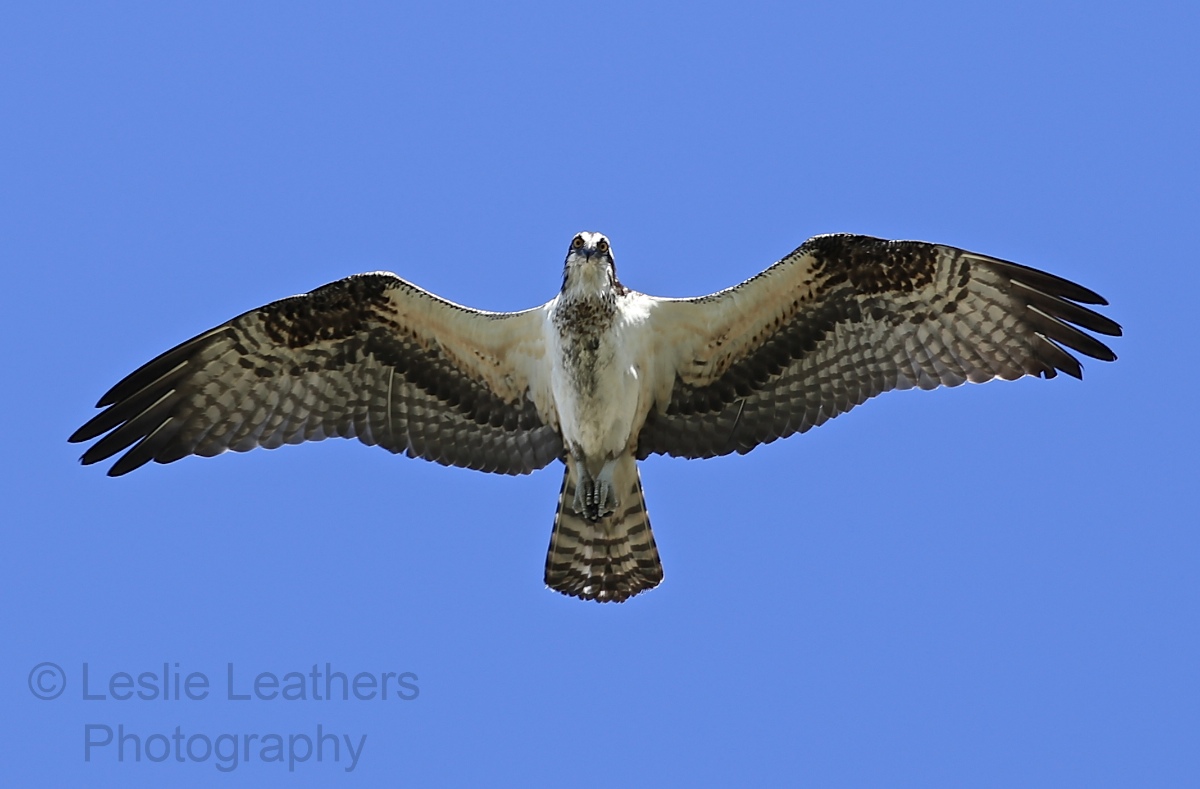 sea osprey